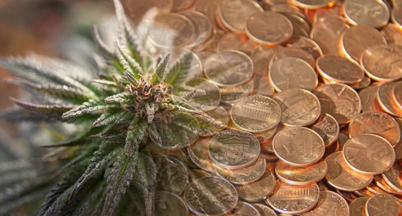 pot penny stocks to watch