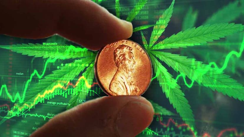 Marijuana Penny Stocks Are On Fire, 3 To Watch Right Now