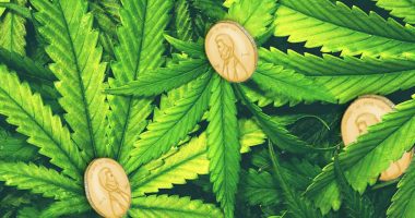 Marijuana Penny Stocks