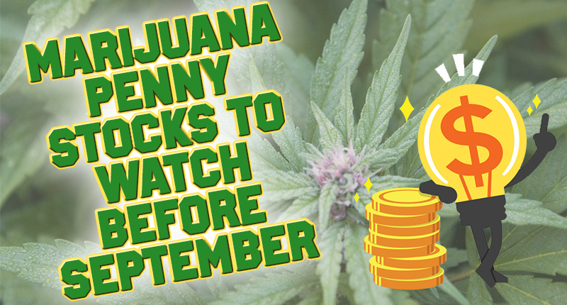 marijuana stocks to watch august