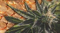 penny stocks cannabis marijuana pot