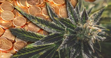 penny stocks cannabis marijuana pot