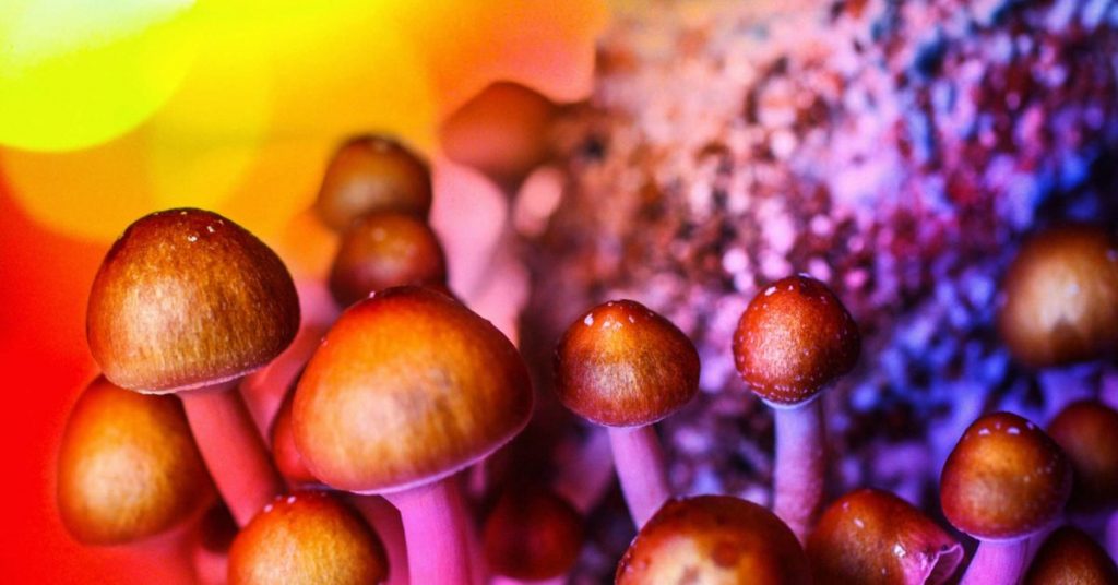 magic mushroom psilocybin psychedelic
