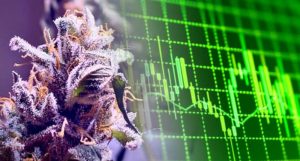 marijuana penny stocks to watch