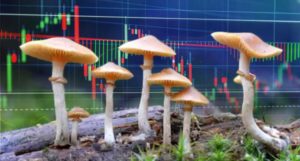 mushroom penny stocks to watch