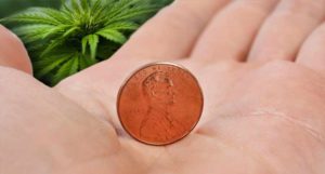 penny stocks to watch 2020 marijuana stock