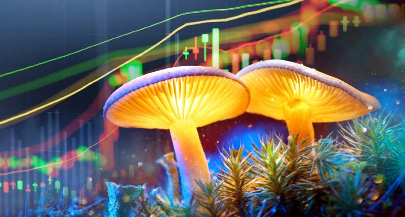 best mushroom penny stocks psychadelic stock to watch