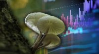 mushroom penny stocks to watch right now