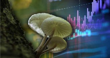 mushroom penny stocks to watch right now