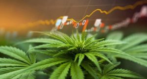 hot penny stocks to watch marijuana stock