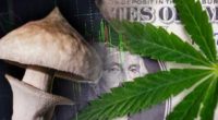 marijuana mushroom penny stocks to watch