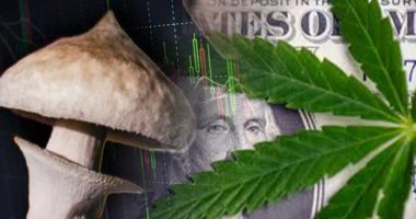 marijuana mushroom penny stocks to watch