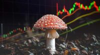 psychedelic mushroom stocks to watch this year