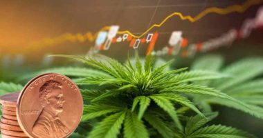 marijuana penny stocks to watch right now